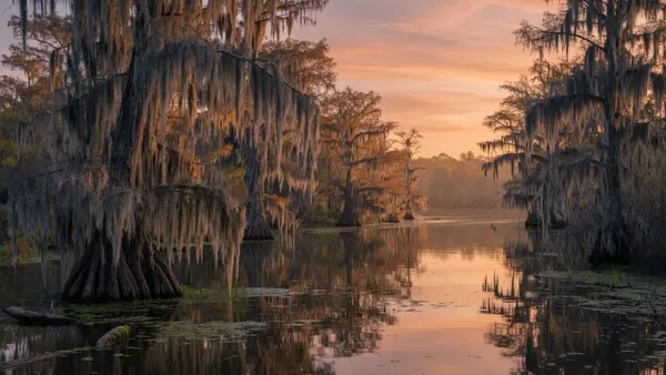 Wooden boardwalk winding through a cypress bayou, Louisiana