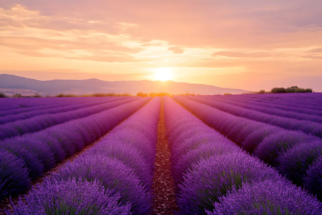 Lavender rows holding the last purple-orange light — PickRV editorial