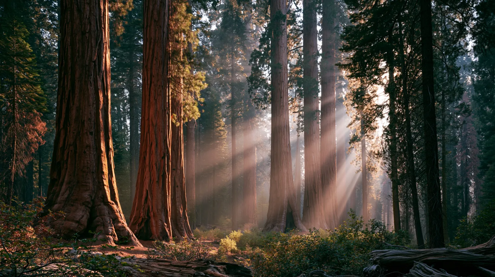 General Sherman Tree (Sequoia) — landscape