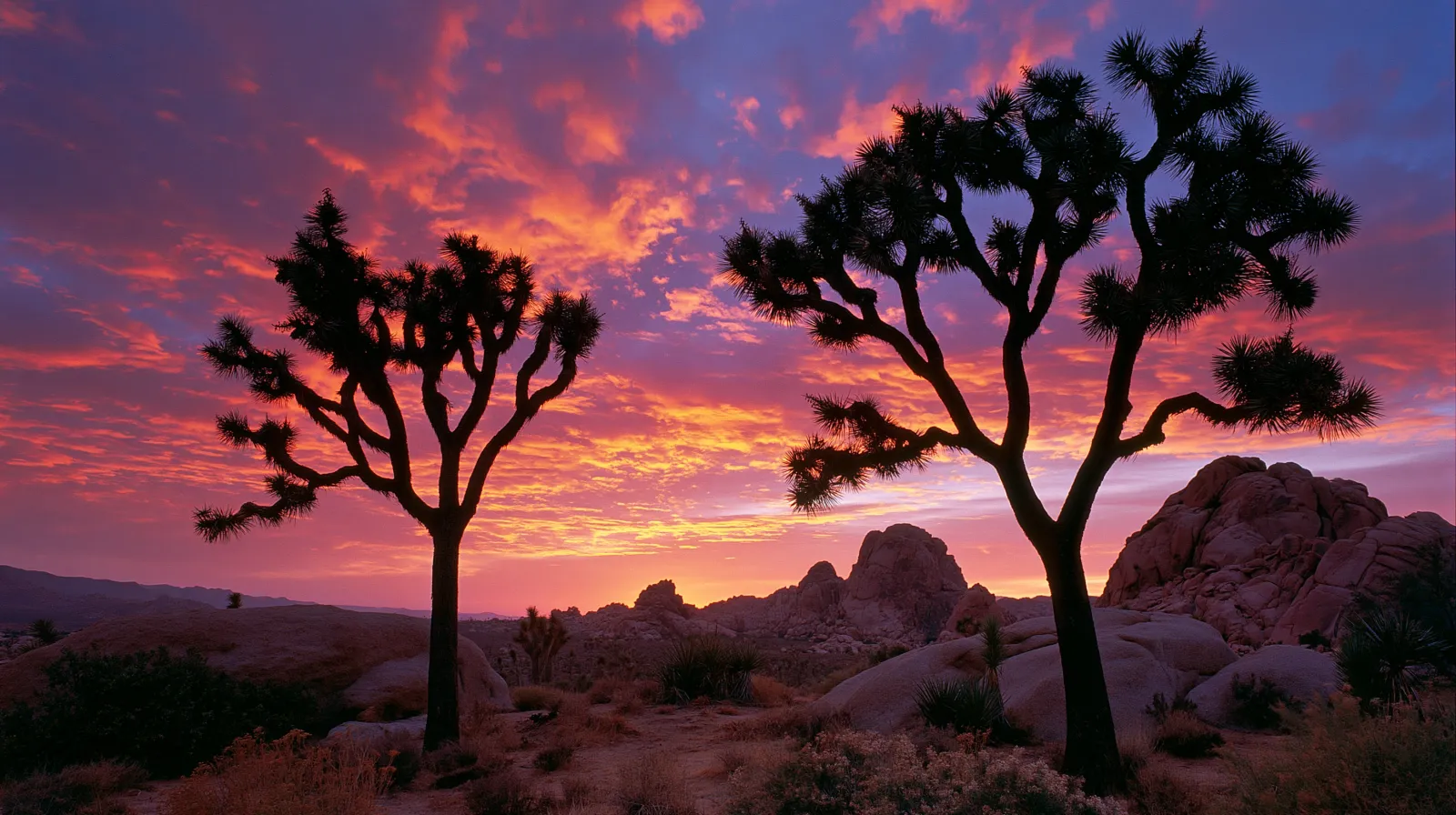 Joshua trees and boulder piles in Joshua Tree National Park, California