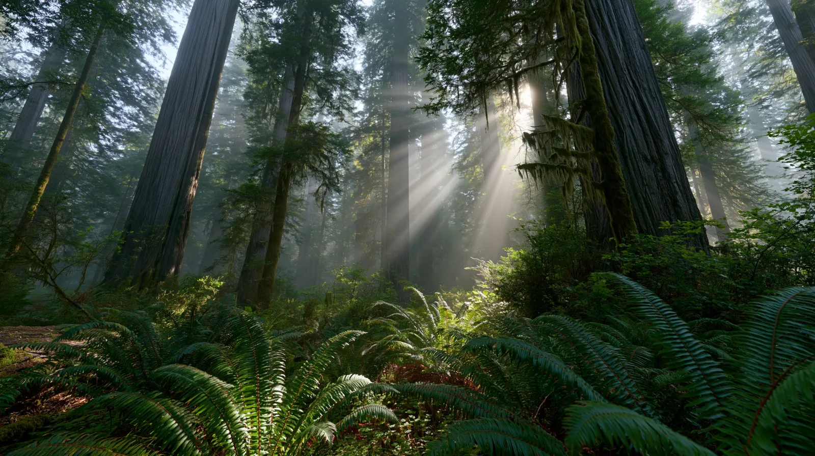 Redwood National Park — representative scene