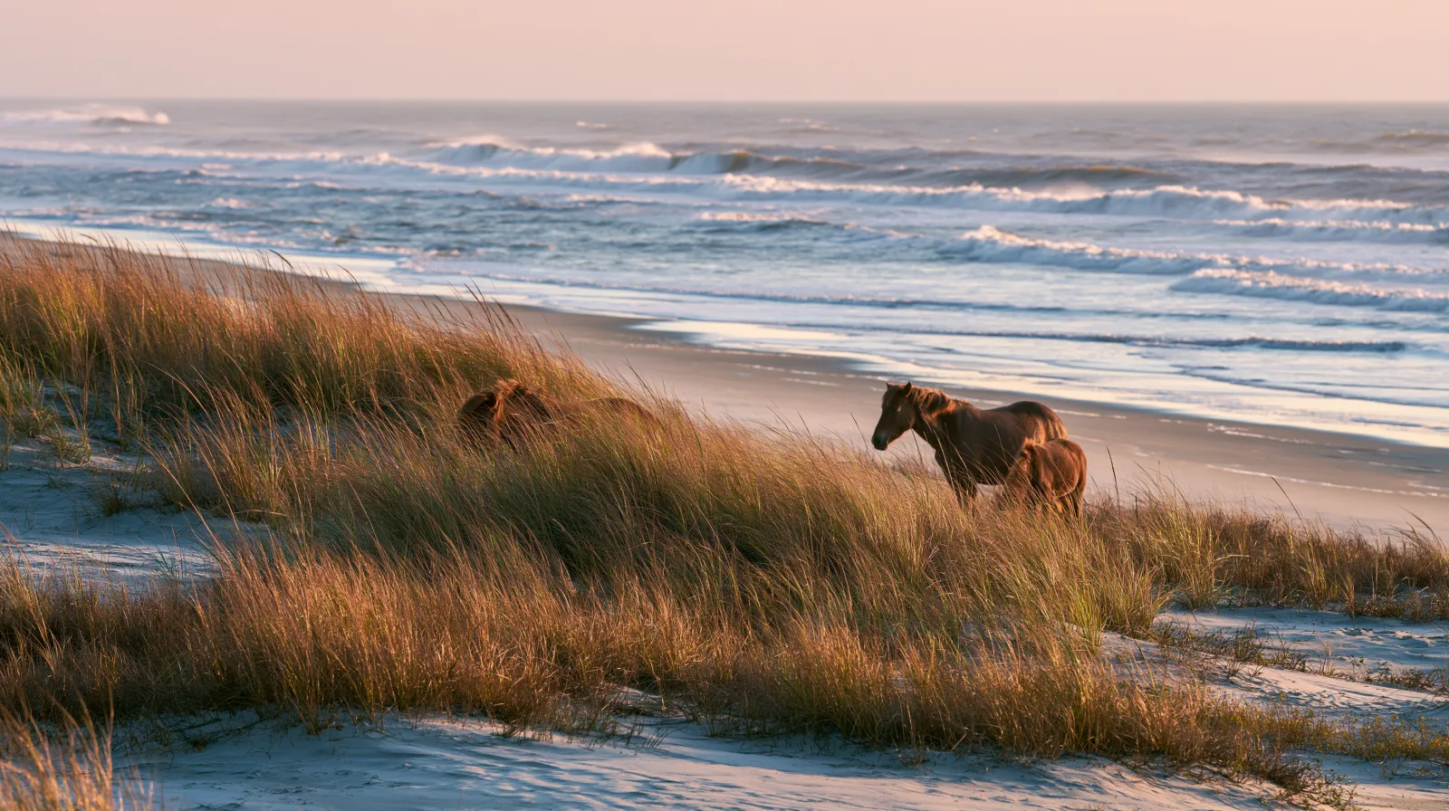 Assateague State Park