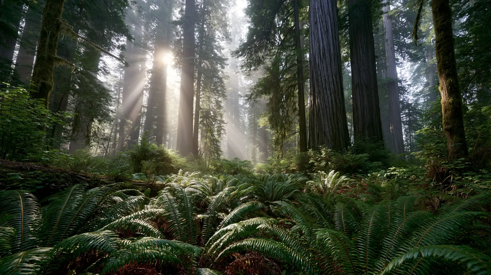 Henry Cowell Redwoods