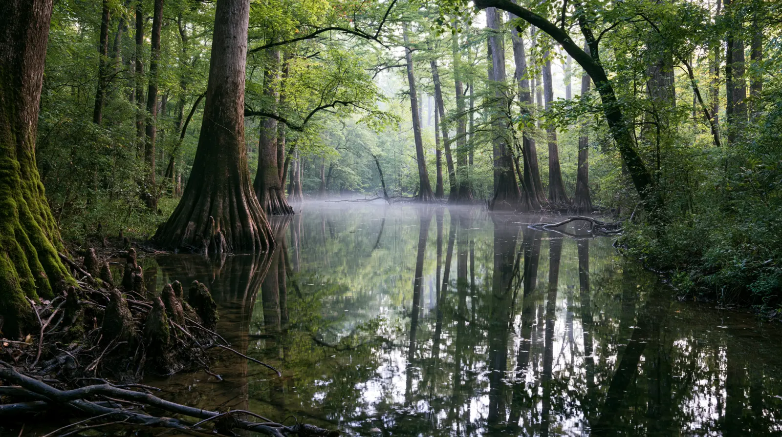 Highlands Hammock
