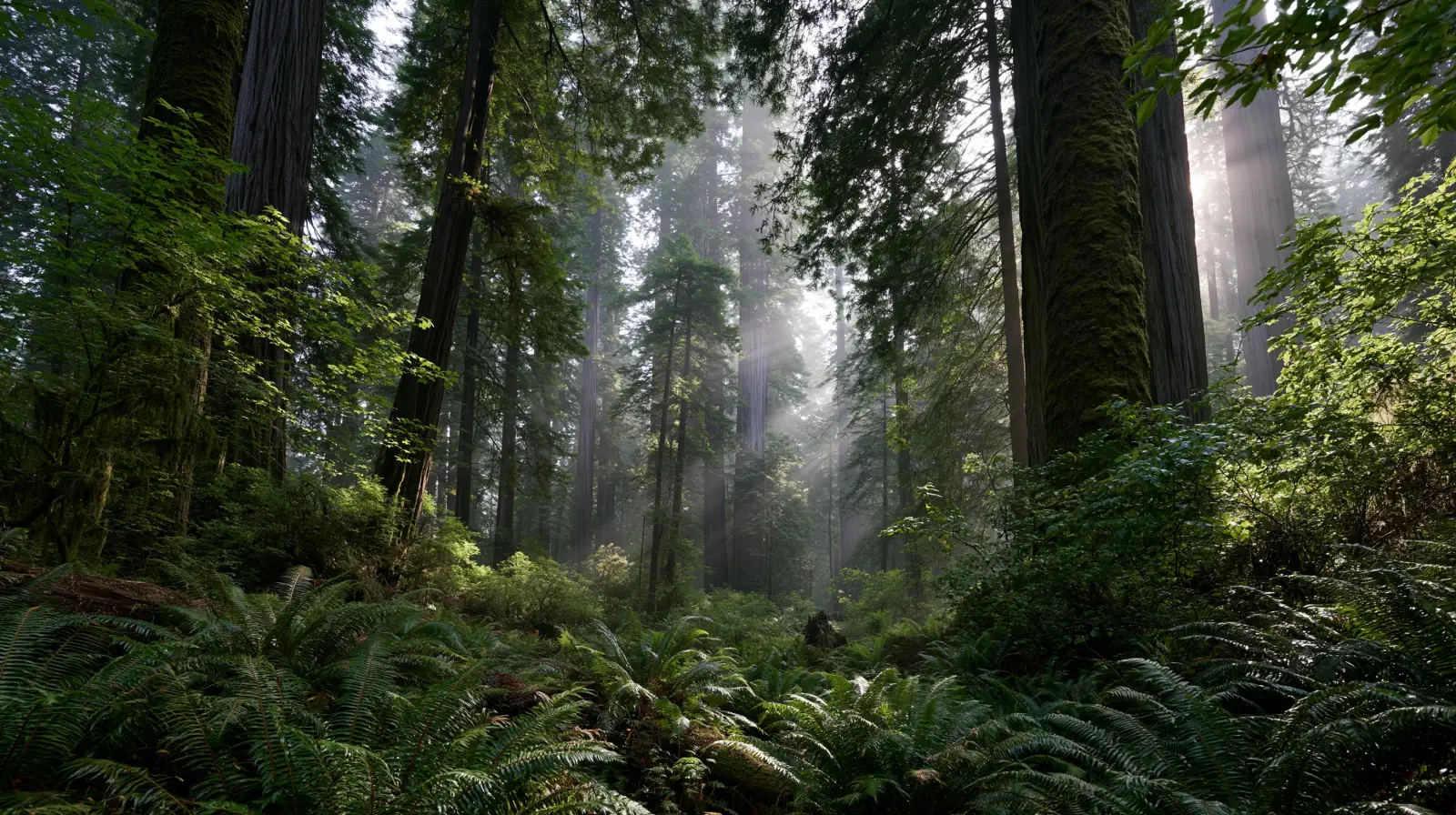 Humboldt Redwoods