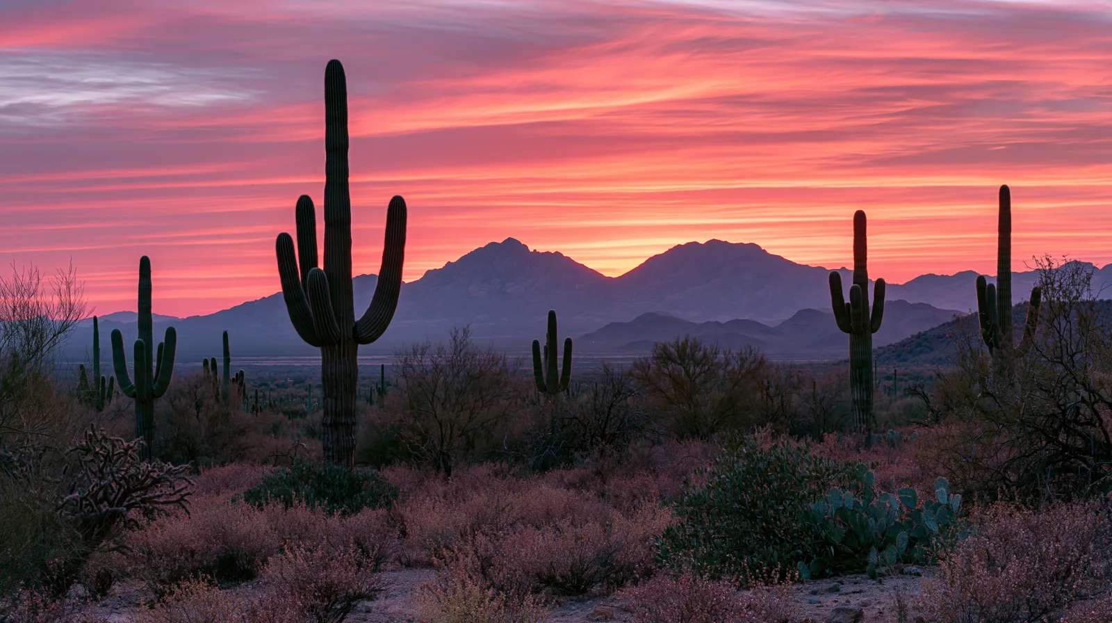 Saguaro National Park