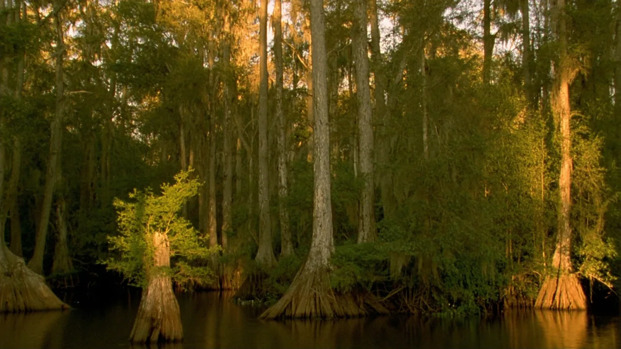 Louisiana landscape — PickRV editorial imagery.