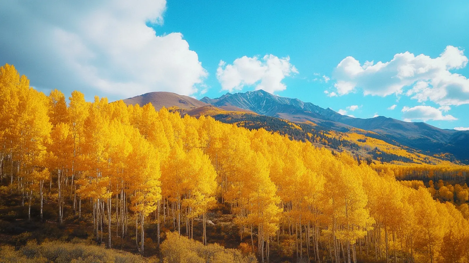 Hillside of golden aspens in autumn, Colorado