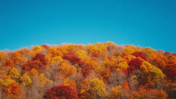 Hillside of Appalachian forest in peak autumn color vivid ora