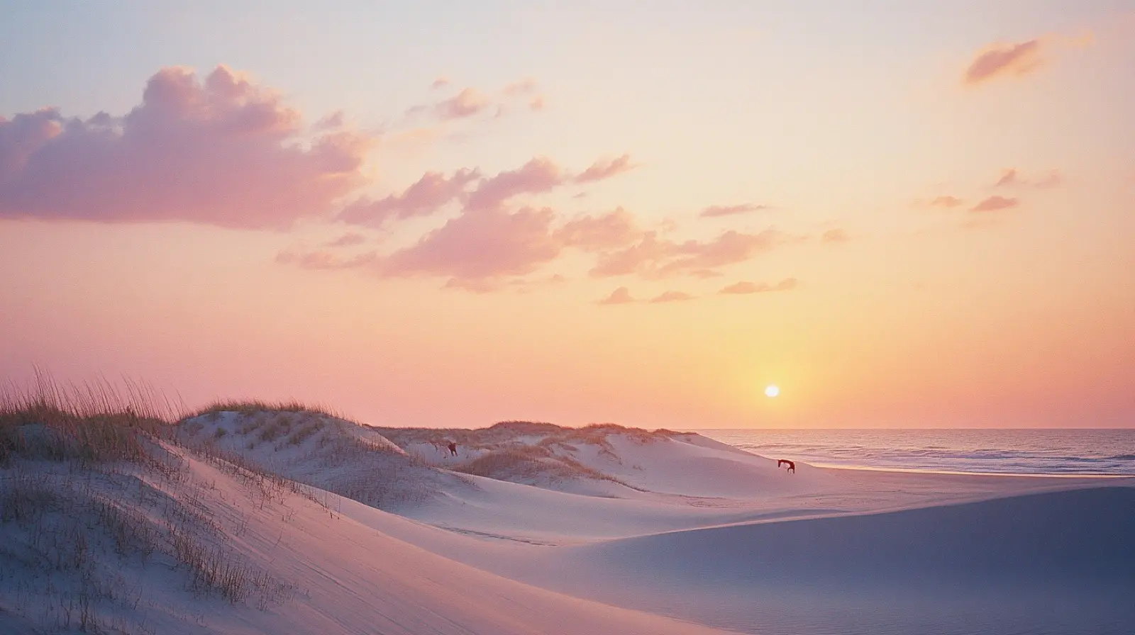 Wild horses on the Outer Banks dunes at sunset, North Carolina