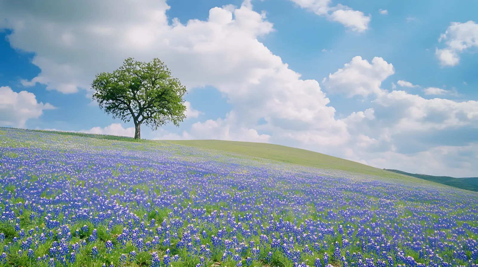 Texas Hill Country rolling out under a peak bluebonnet bloom