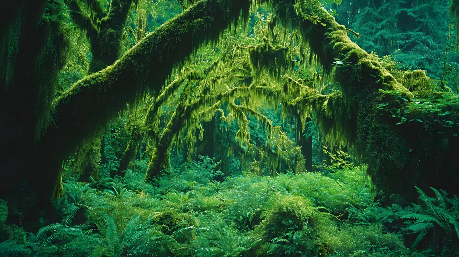 Moss-draped old growth in the Hoh Rainforest, Washington